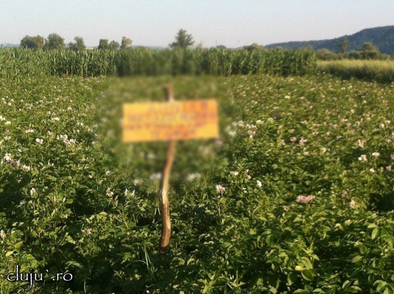 1caseiu blurat1