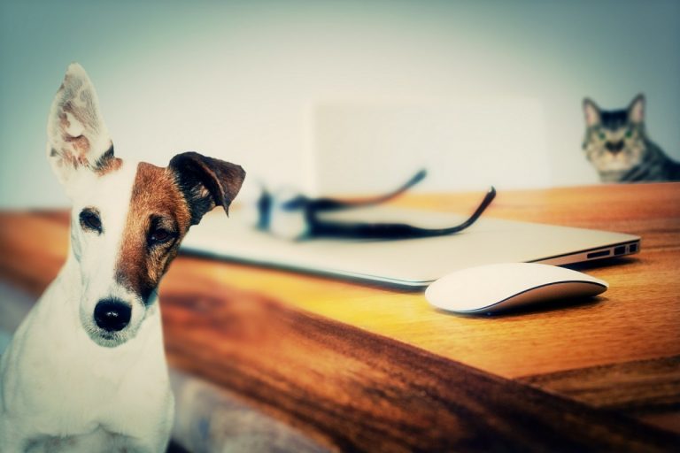 Pet Friendly Apartments Cluj