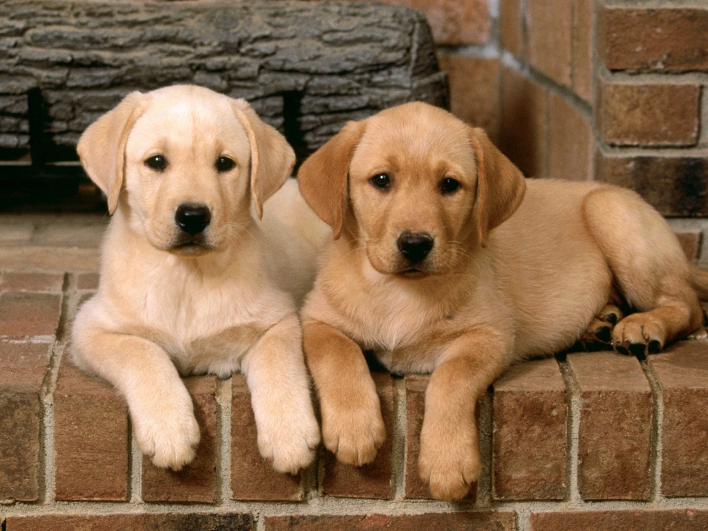 Jumătate dintre românii de la oraşe au animale de companie