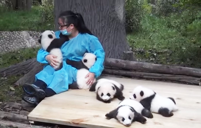 Cel mai tare loc de munca: Ai grija de ursi Panda si esti platit cu 32.000 de dolari