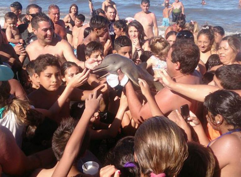 delfin