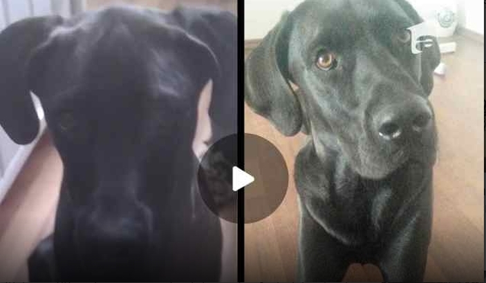 Labrador împuşcat pe stradă de un orădean