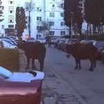 bivoli manastur cluj