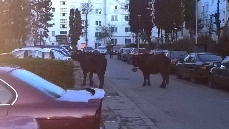 bivoli manastur cluj