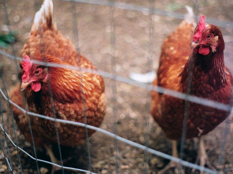 Joburi ciudate de care vei fi surprins să ştii că există 15 job ciudat