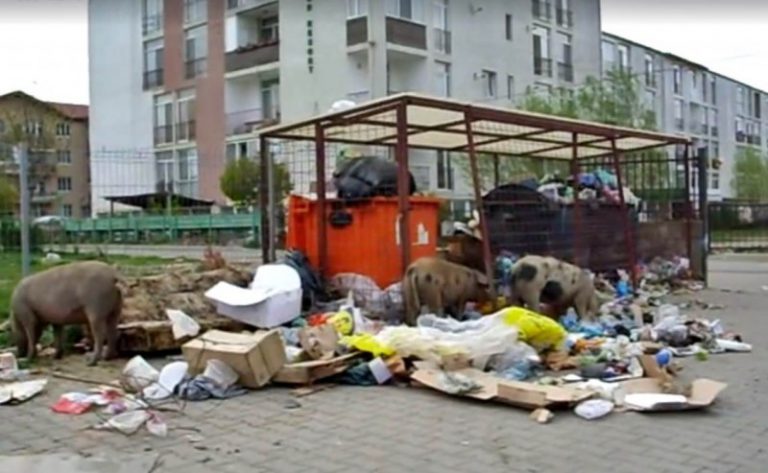 Floresti porci gunoaie