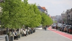 arbori plantati cluj