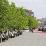 arbori plantati cluj