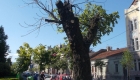 castani taiati cluj 2