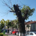 castani taiati cluj 2