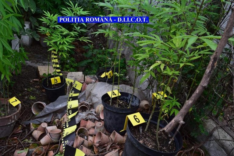 Cultură de cannabis descoperită de poliţişti într-o seră părăsită din Cluj-Napoca (FOTO) 10 5a7de5f2 1b97 4227 a62f 254eff0e0403