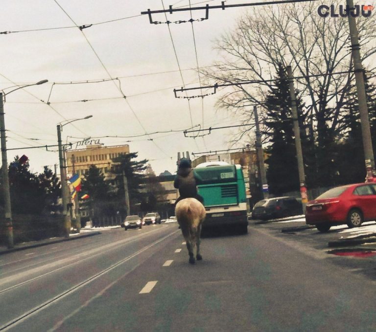 cal pe strazi in cluj