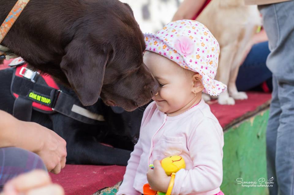 Dog Assist