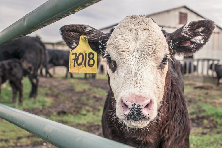 3 idei de produse care nu trebuie să lipsească din cadrul unei ferme moderne 17 ferme