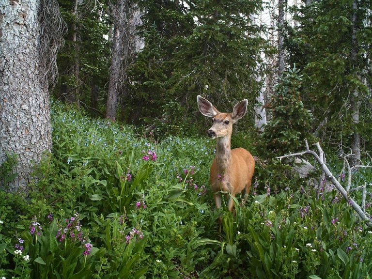 mule deer 2069456 1280
