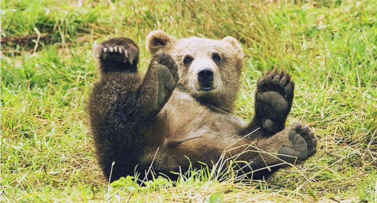 brown bear 529096 1280
