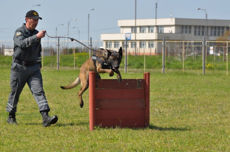 SID, unul dintre cei mai cunoscuți câini ai Vămii Române, iese la pensie 14 sid