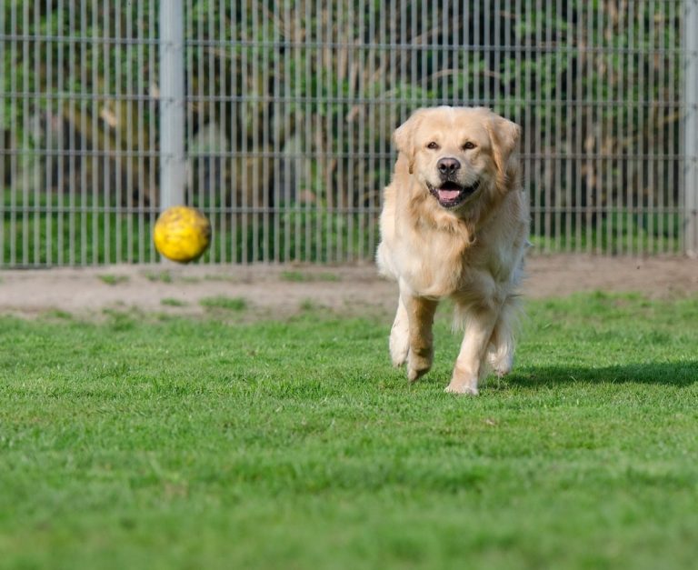 Noi spații de joacă pentru câini în cartierele din Cluj-Napoca (VIDEO) 5 golden retriever 750585 1280