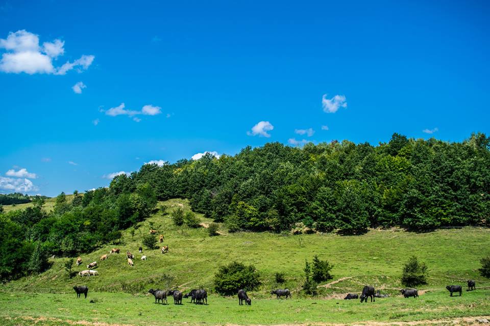 14067466_1115410968525500_1187880554198259153_n