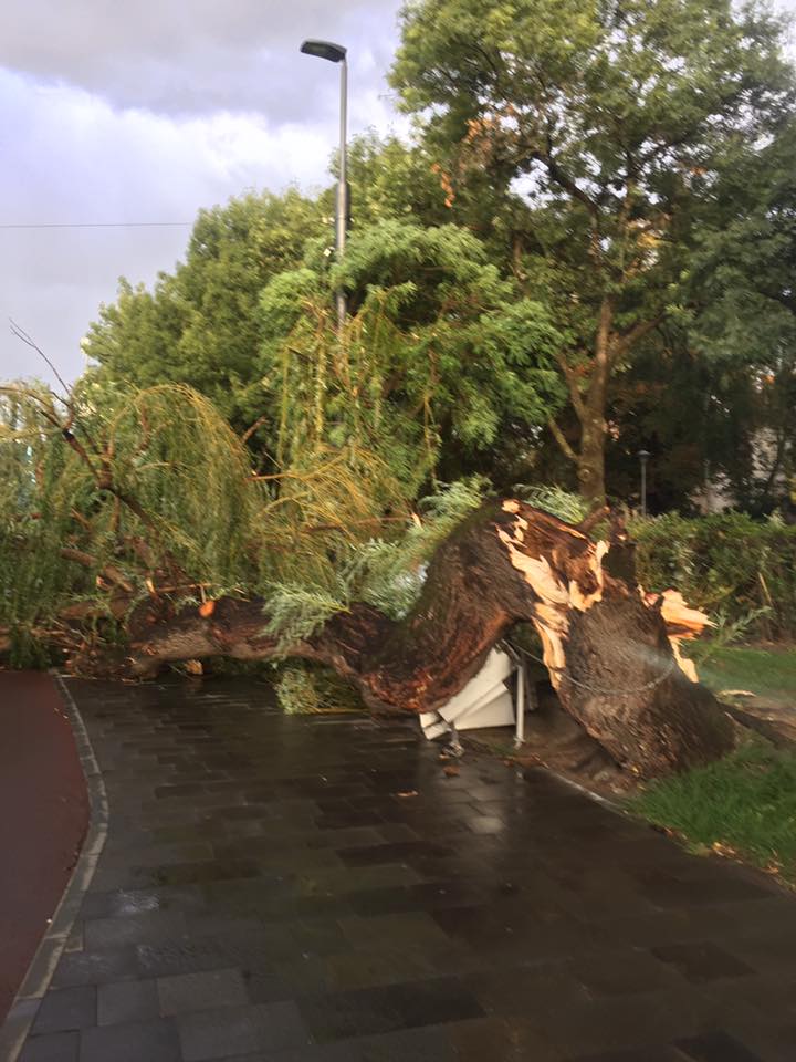 21742840_1485854334836720_8520446267006002212_n