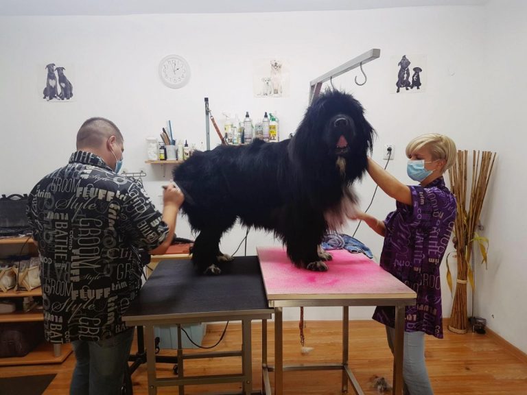 INTERVIU cu Melania Sylveszter | Idei şi sfaturi pentru toaletajul canin (FOTO) 2 toaletaj caini cluj