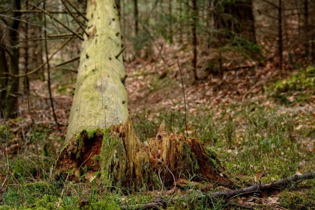 tree 1221742 1920