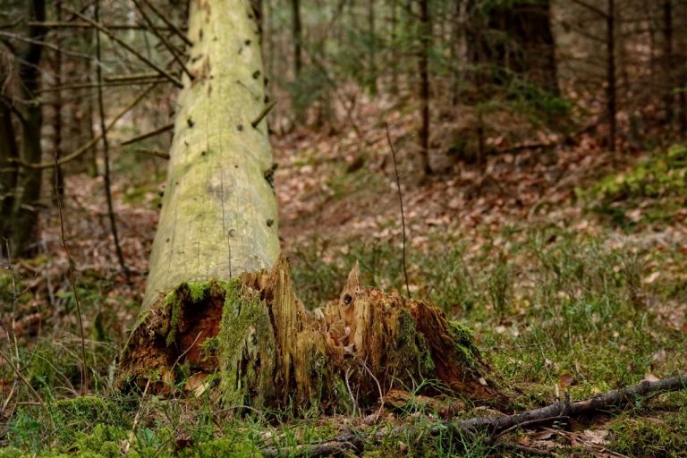tree 1221742 1920