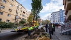 copaci plantati cluj