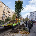 copaci plantati cluj