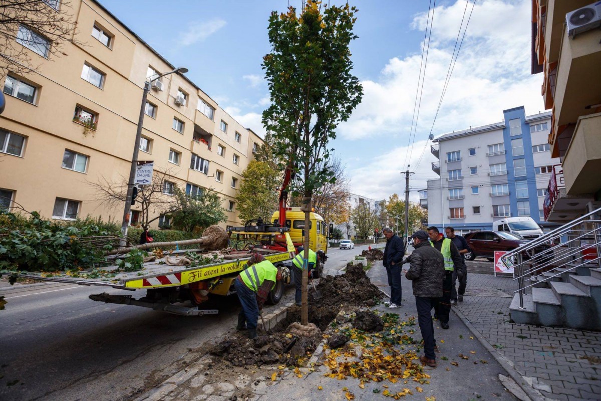copaci plantati cluj