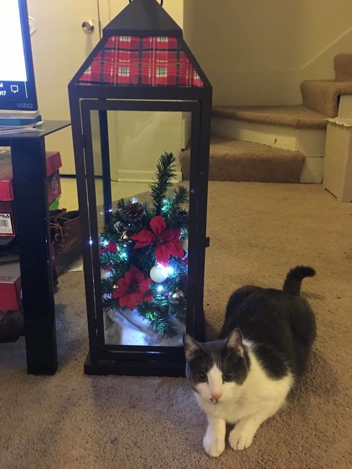 25383158 10215077551671433 251475123 o 5a30a8b28b693 700