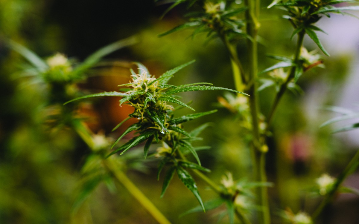 cannabis transilvania