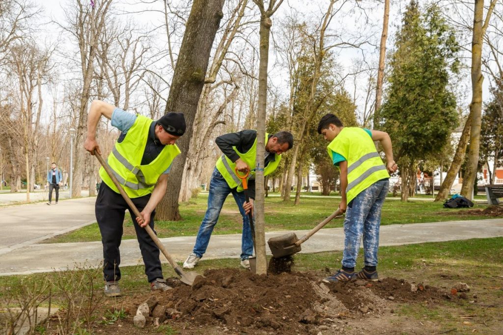 Primăria Cluj-Napoca îi invită pe clujeni să planteze arbori pentru un oraș mai verde 2 plantare arbori cluj