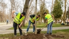 plantare arbori cluj