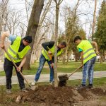 plantare arbori cluj