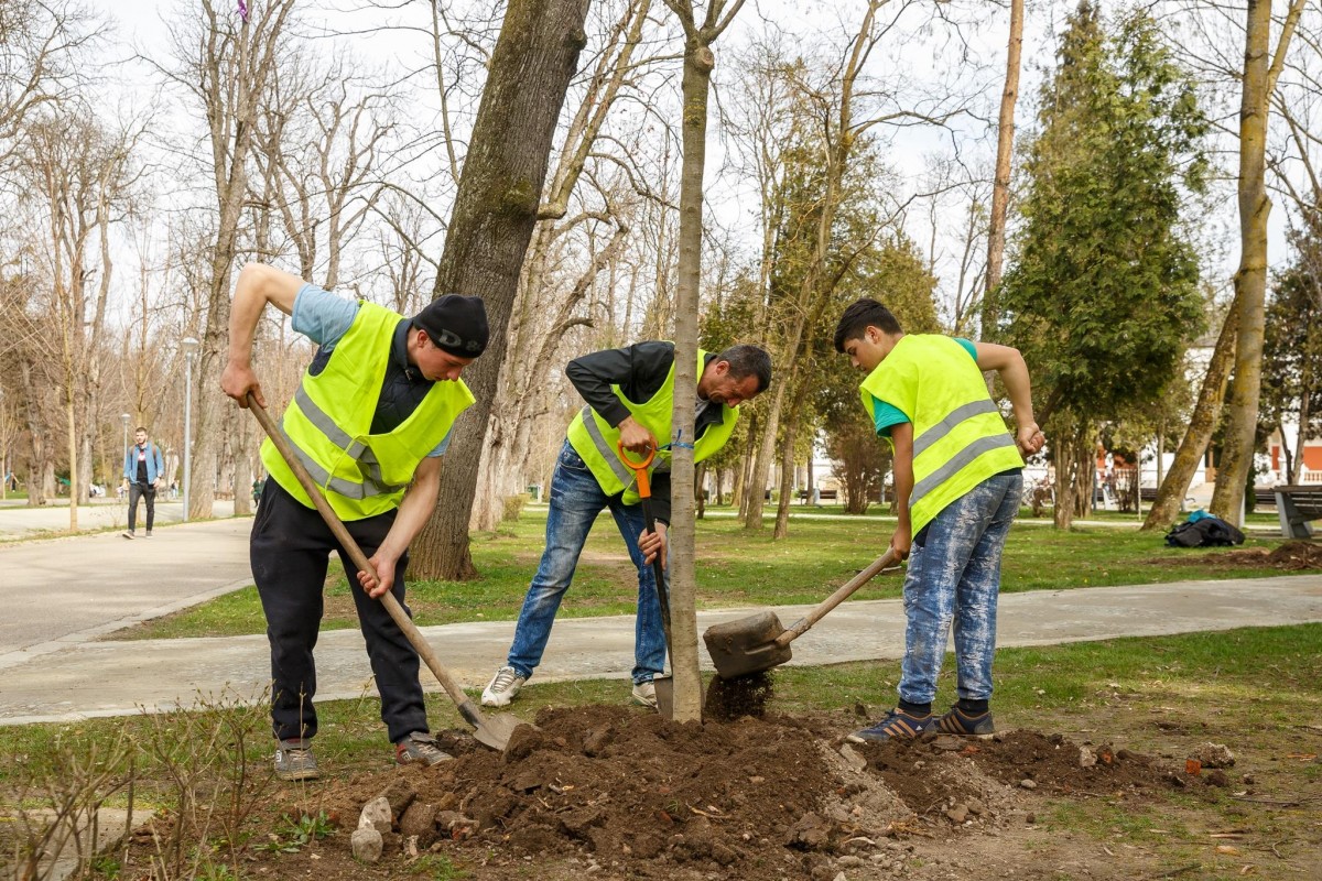 plantare arbori cluj