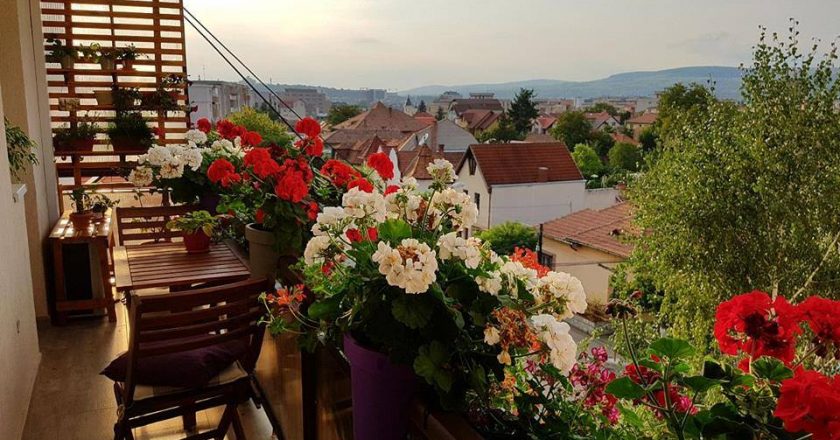 Clujul cu flori | Cum sunt îndemnaţi clujenii să îşi împodobească cu flori balcoanele şi ferestrele