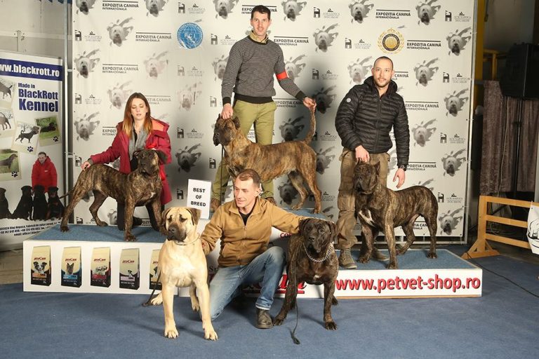 Napoca Dog Show - eveniment pentru iubitorii de câini la Cluj 7 Napoca Dog Show