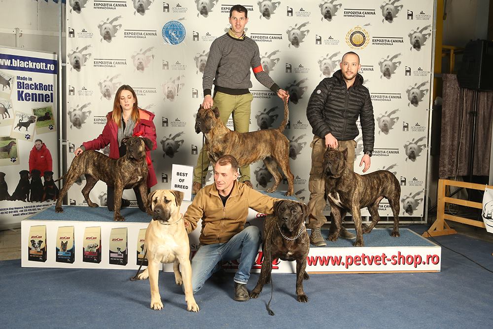 Napoca Dog Show