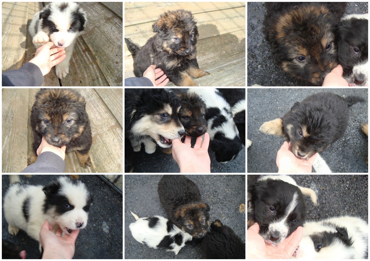 Campanie inedită de 8 Martie la Cluj: oferă emoție adoptă un căţel!