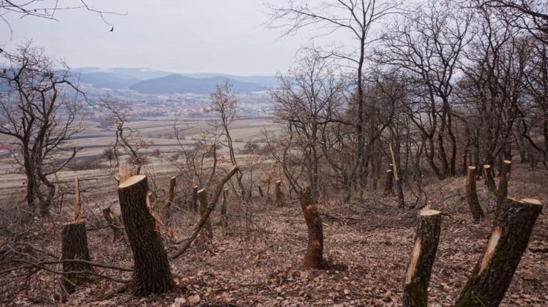 Pădurea Hoia-Baciu din Cluj e pusă pe foc