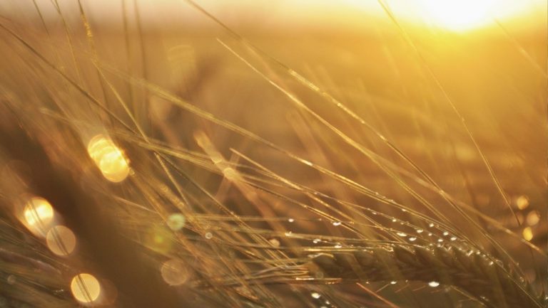 De unde să achiziţionezi seminţe de triticale calitative?