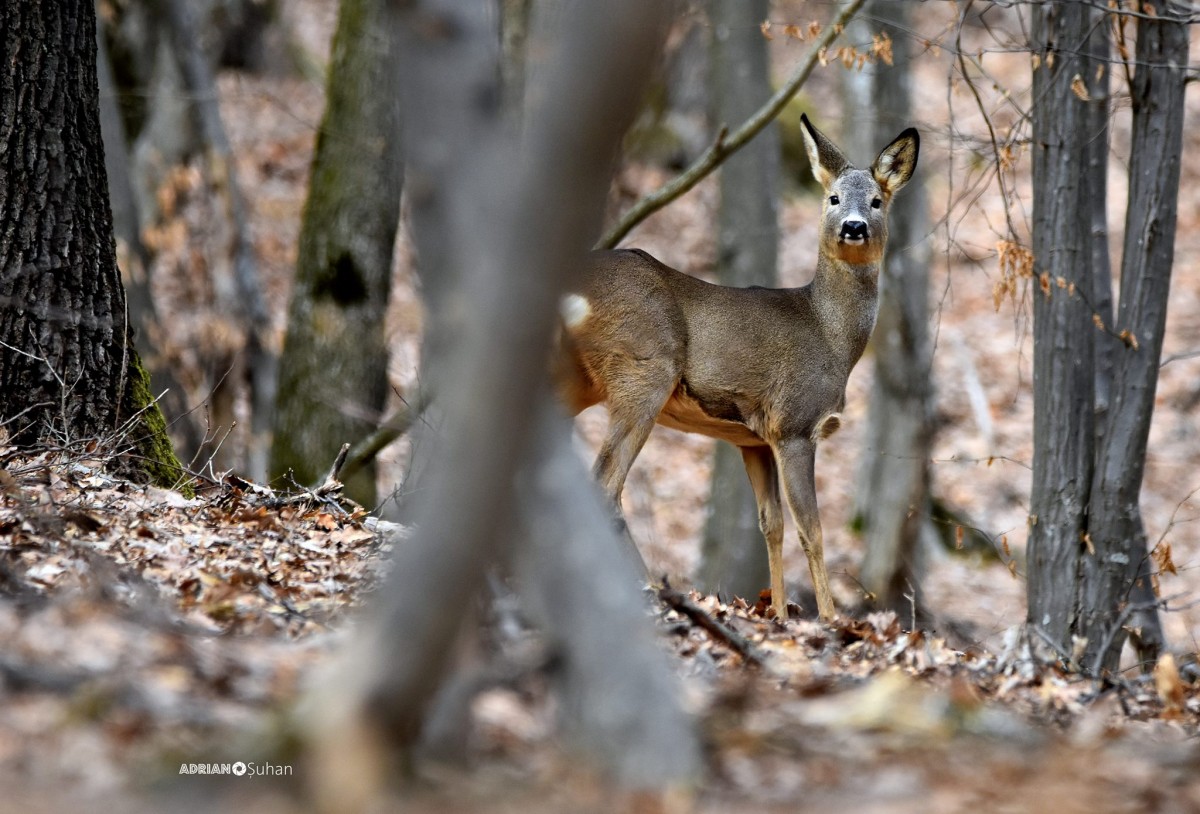 1-caprioara salbatica