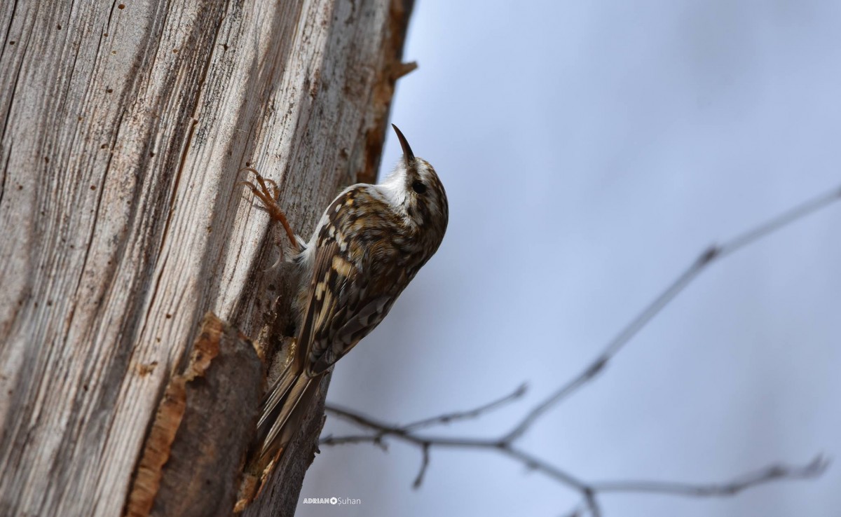 8-cojoaica de padure