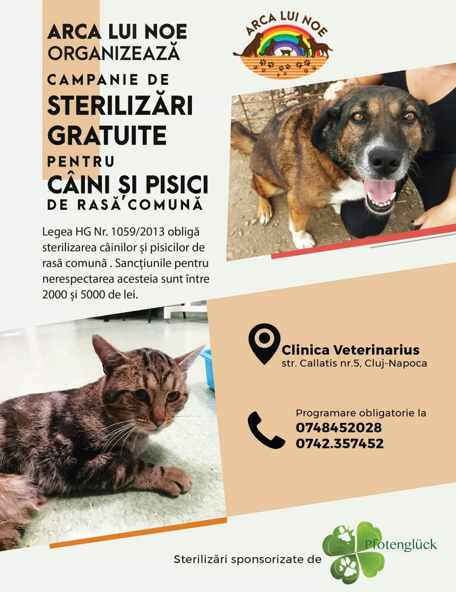 Arca lui Noe organizează la Cluj o campanie de sterilizări gratuite pentru câini şi pisici