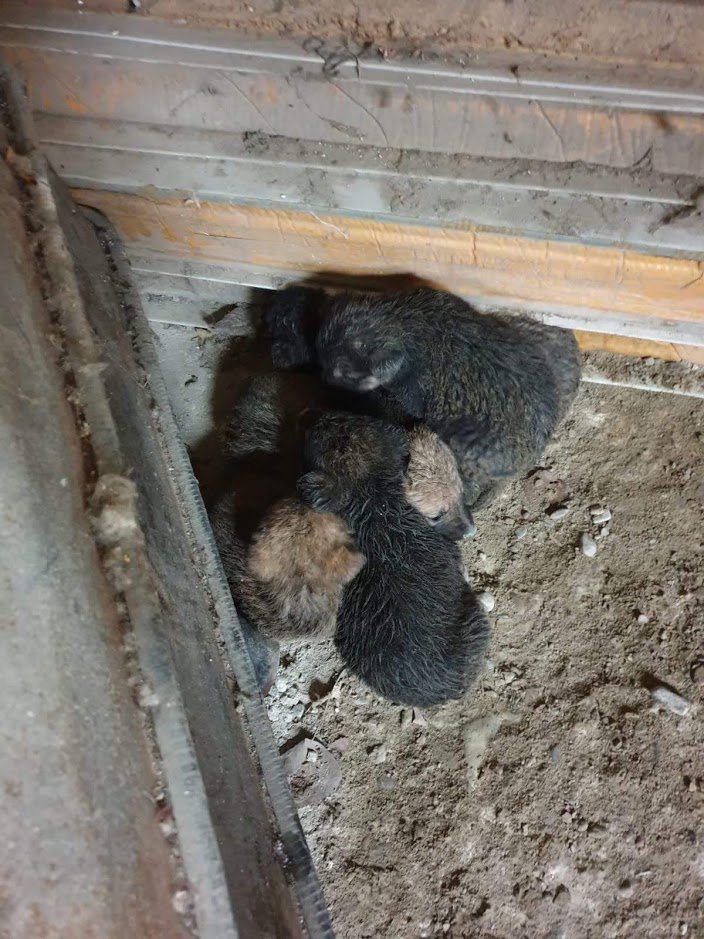 caini salvati de pompieri la cluj 2019