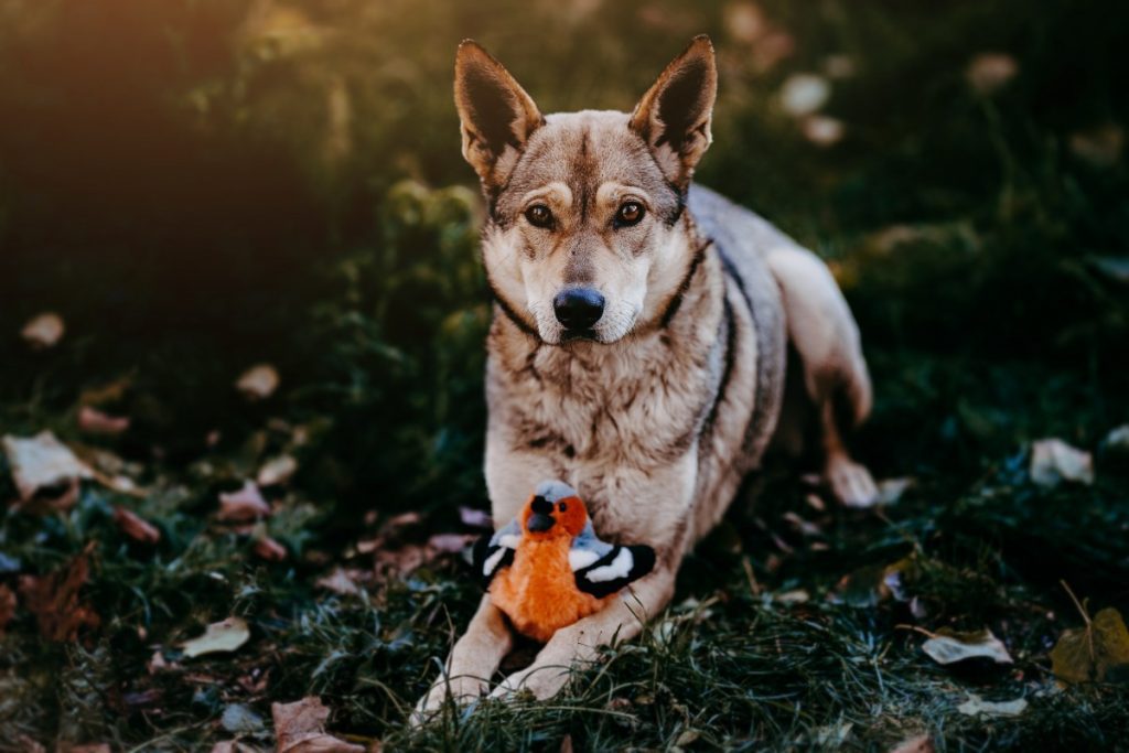 proiect foto adoptie animale cluj