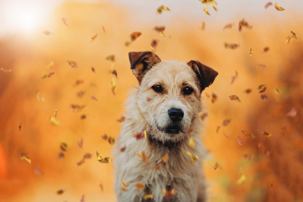 sedinta foto adoptie caine cluj