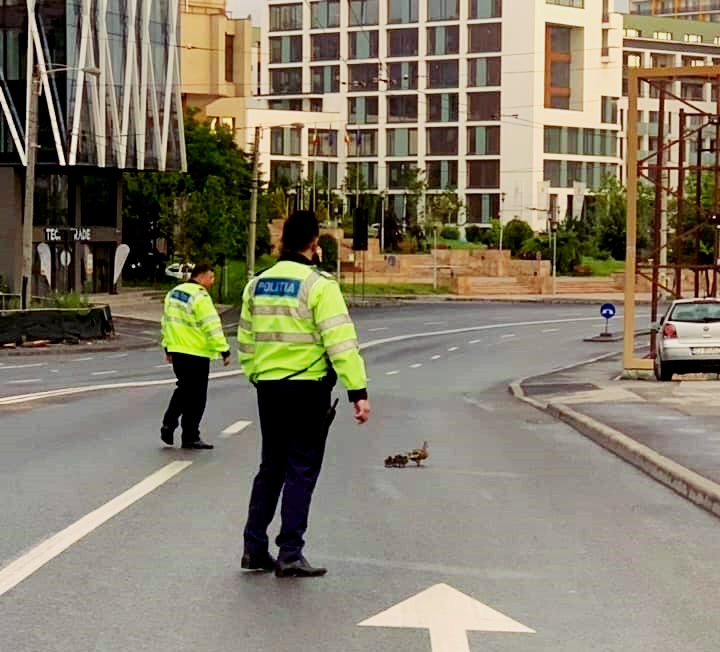 Imaginile zilei la Cluj: o raţă şi bobocii ei au fost ajutaţi de poliţiştii clujeni să treacă strada