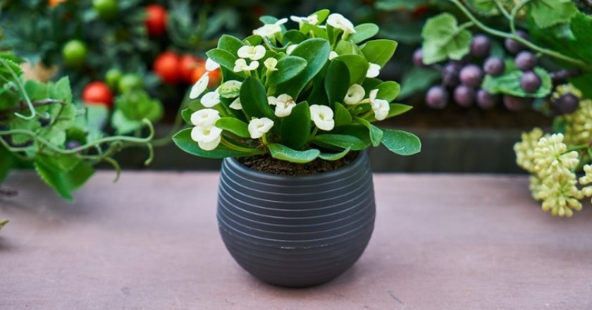 5 metode de a expune florile în casa ta